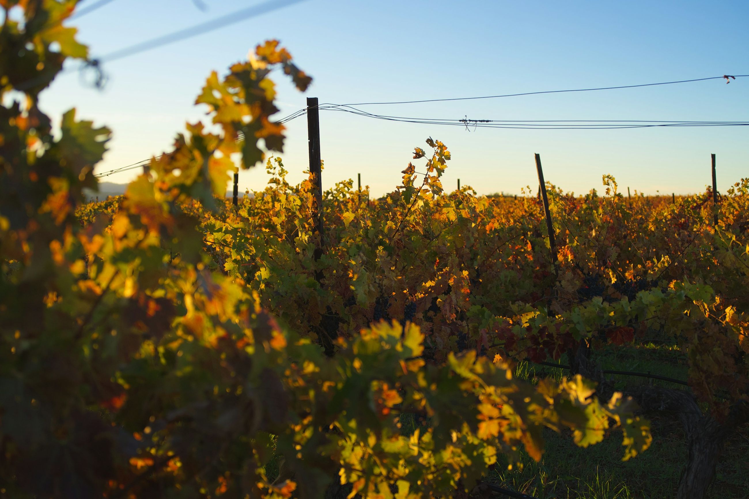 Rolling vineyard hills at golden hour
